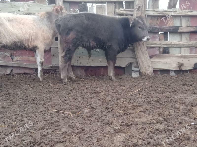 ökuz - Bäherden - img 1