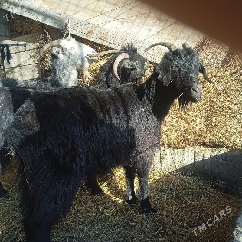 Geci - Magtymguly - img 1