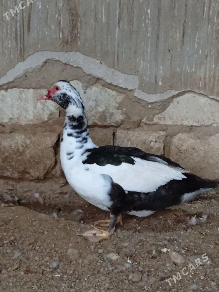 Indawutga - Gyzylarbat - img 1