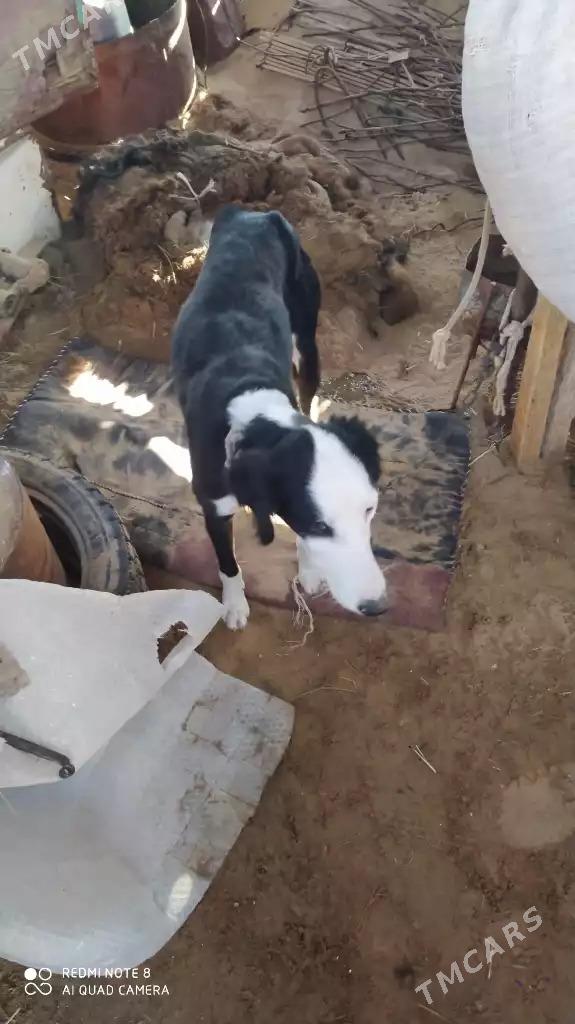 tazy - Балканабат - img 1