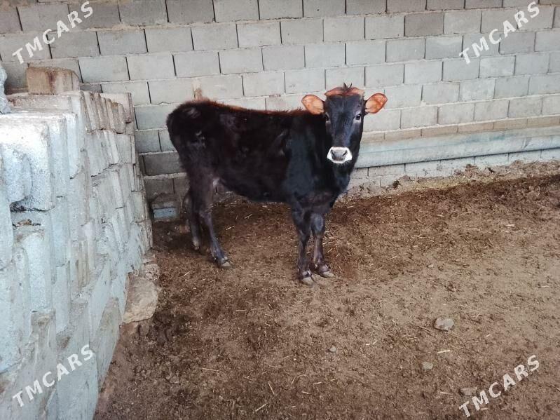 SWES TUWE - Bäherden - img 1