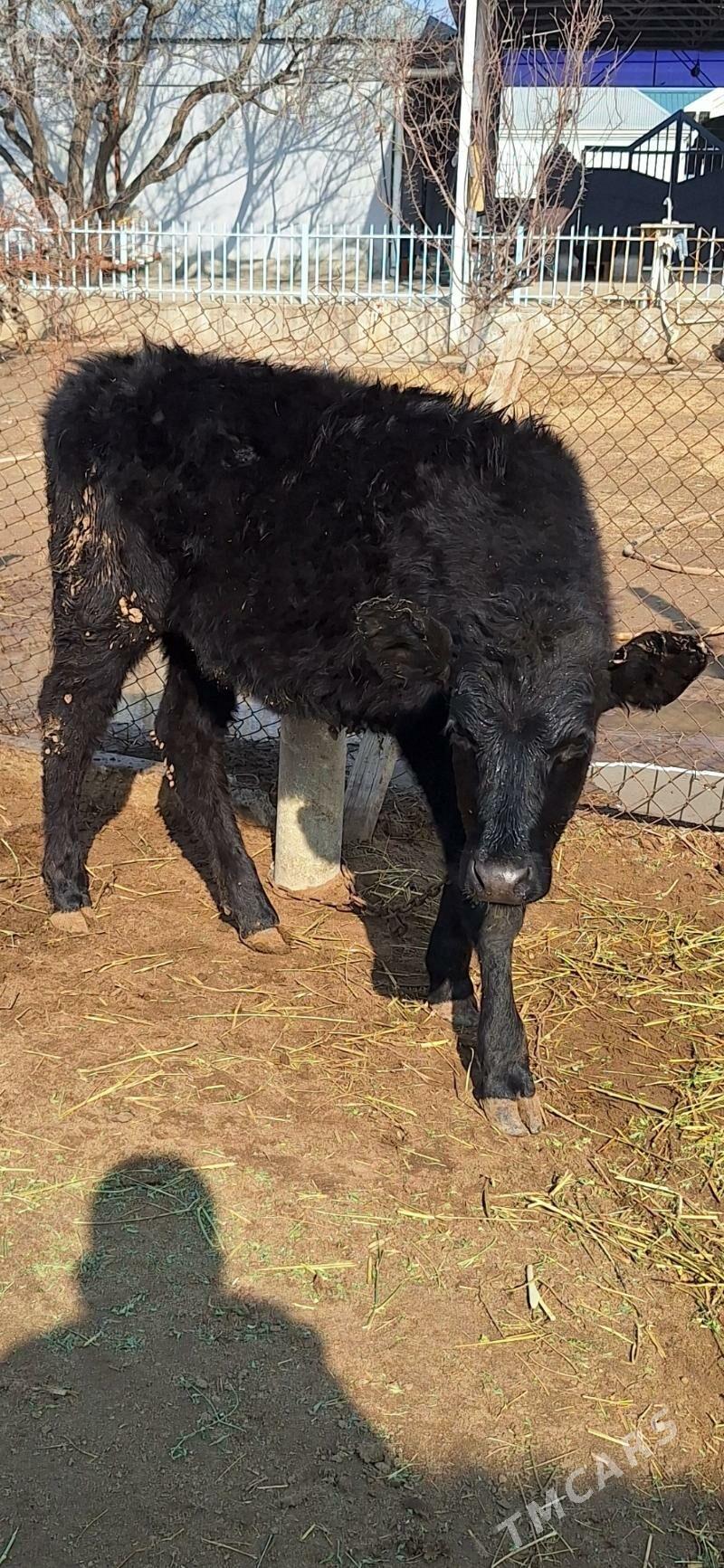 gibrit tohum tuwe - Гёкдепе - img 1