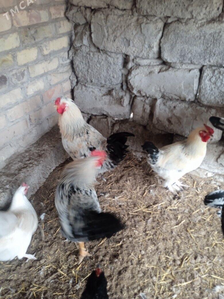 Horaz - Çärjew - img 1