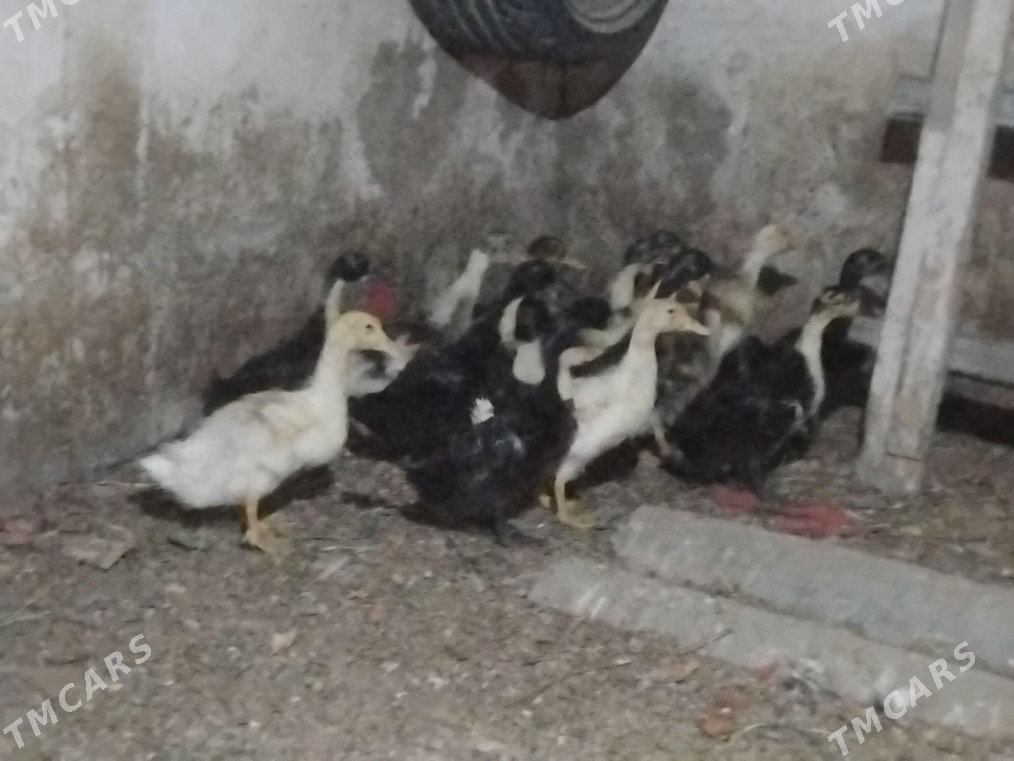 ordek - Gökdepe - img 1