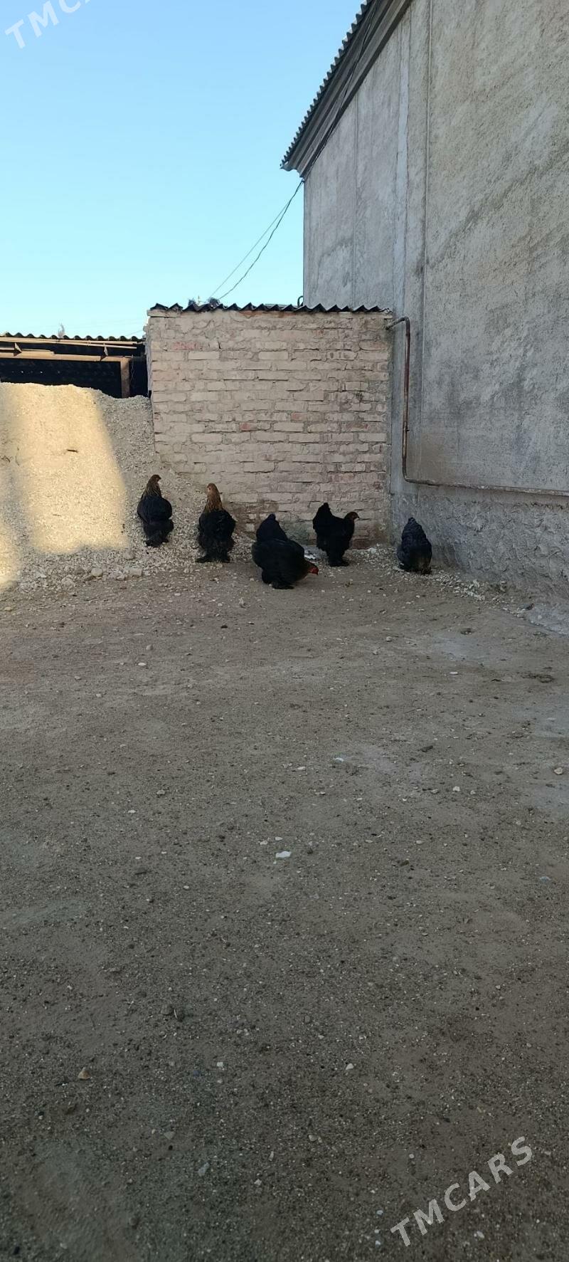 brama - Gumdag - img 1