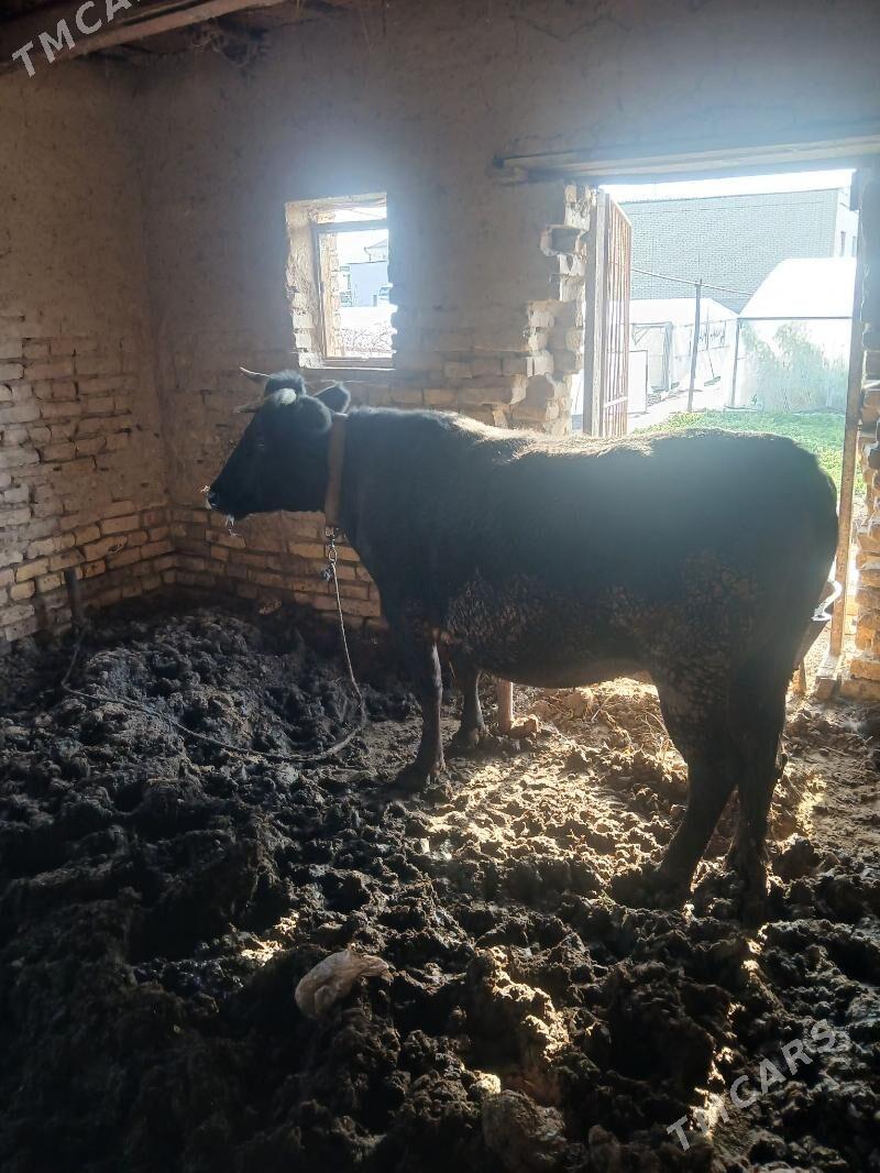 sygyr - Мары - img 1