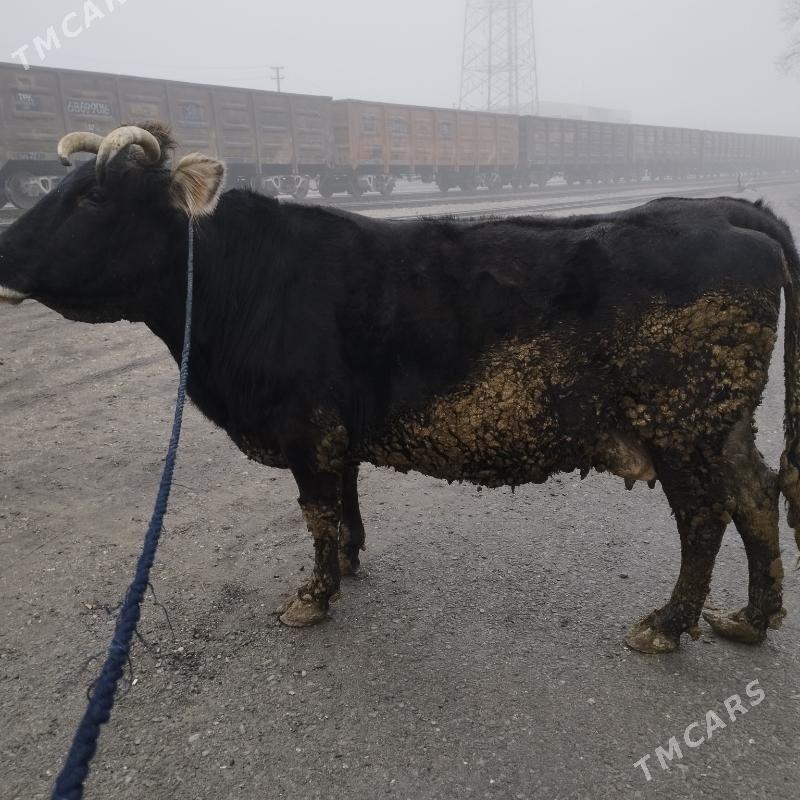 Sygyr - Бахарден - img 1