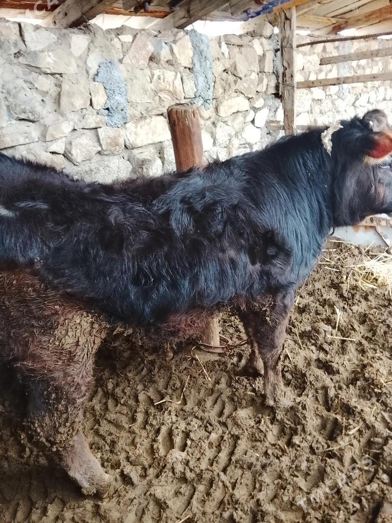 öküzce - Бахарден - img 1