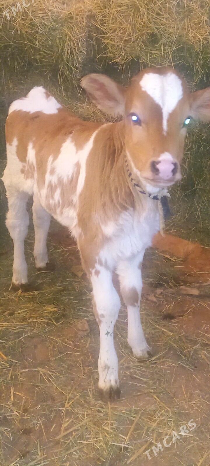 GÖLE TÙWE - Ашхабад - img 1