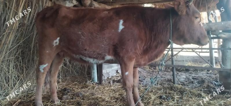 yetik bogaz unajyn - Дянев - img 1