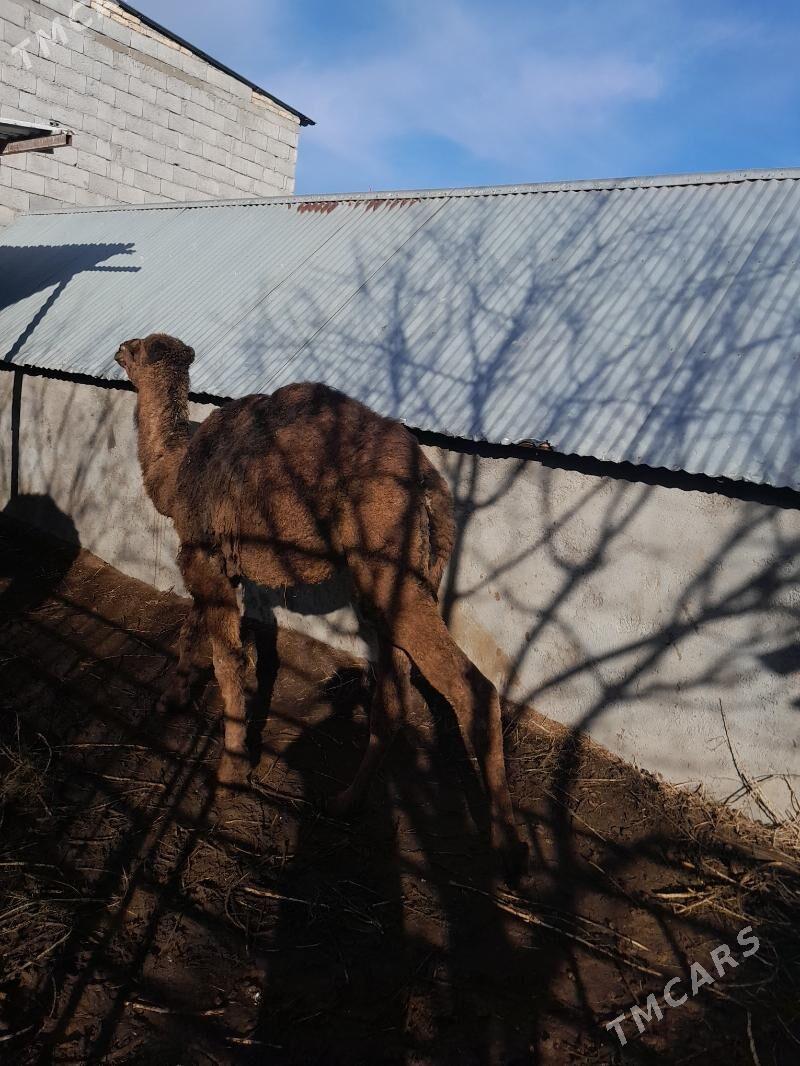 owsuk - Änew - img 1