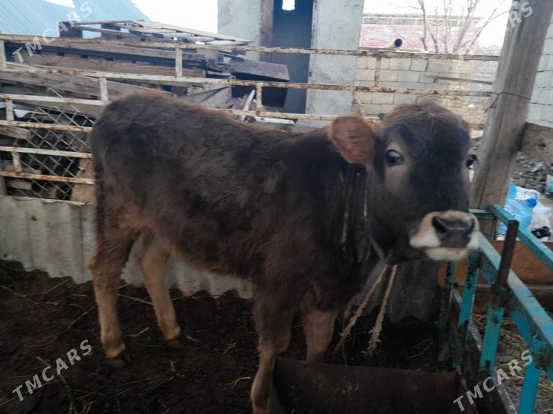 tuwe - Änew - img 1