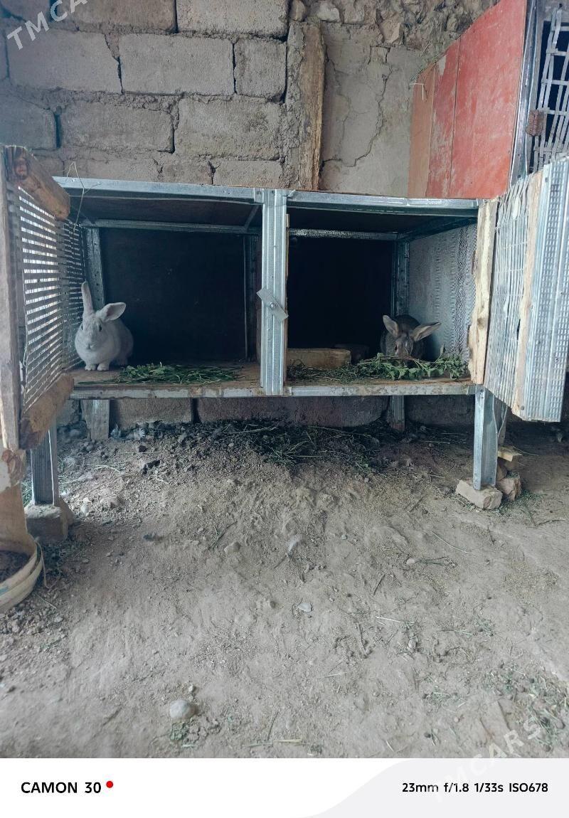 towşan - Gökje - img 1