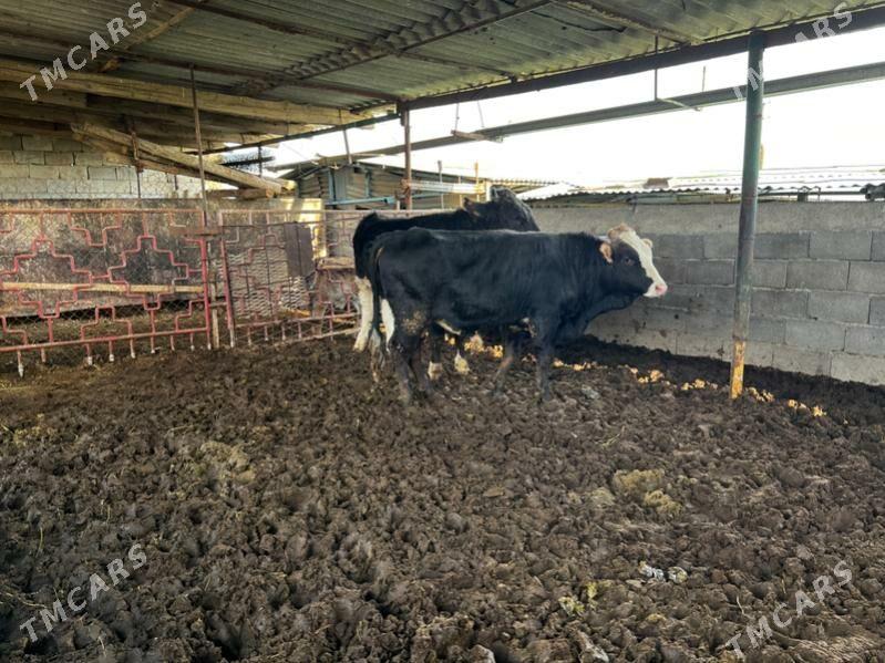 2 sany bakylan okuzler - Ашхабад - img 1