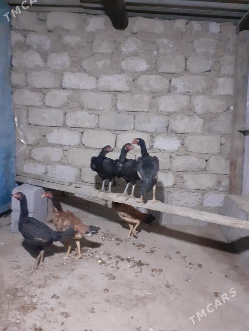 taşget - Büzmeýin - img 1