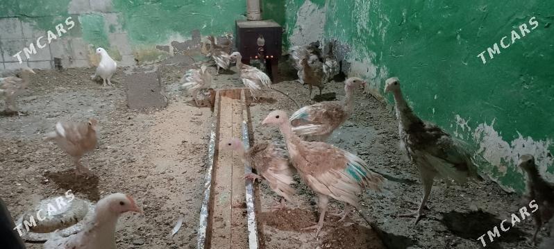 İnduk jüjeler owgan - Büzmeýin - img 1