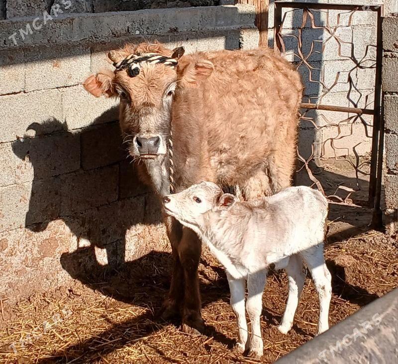 goleli sygyr - Херрикгала - img 1