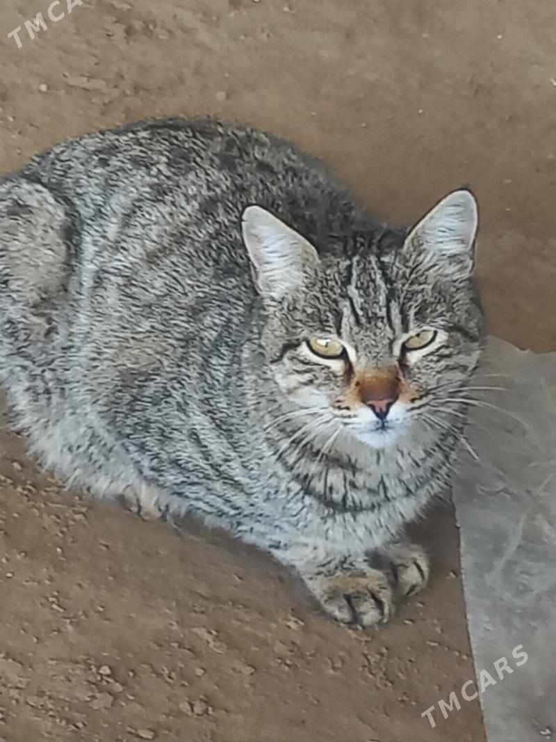 Pişik - Mary - img 1