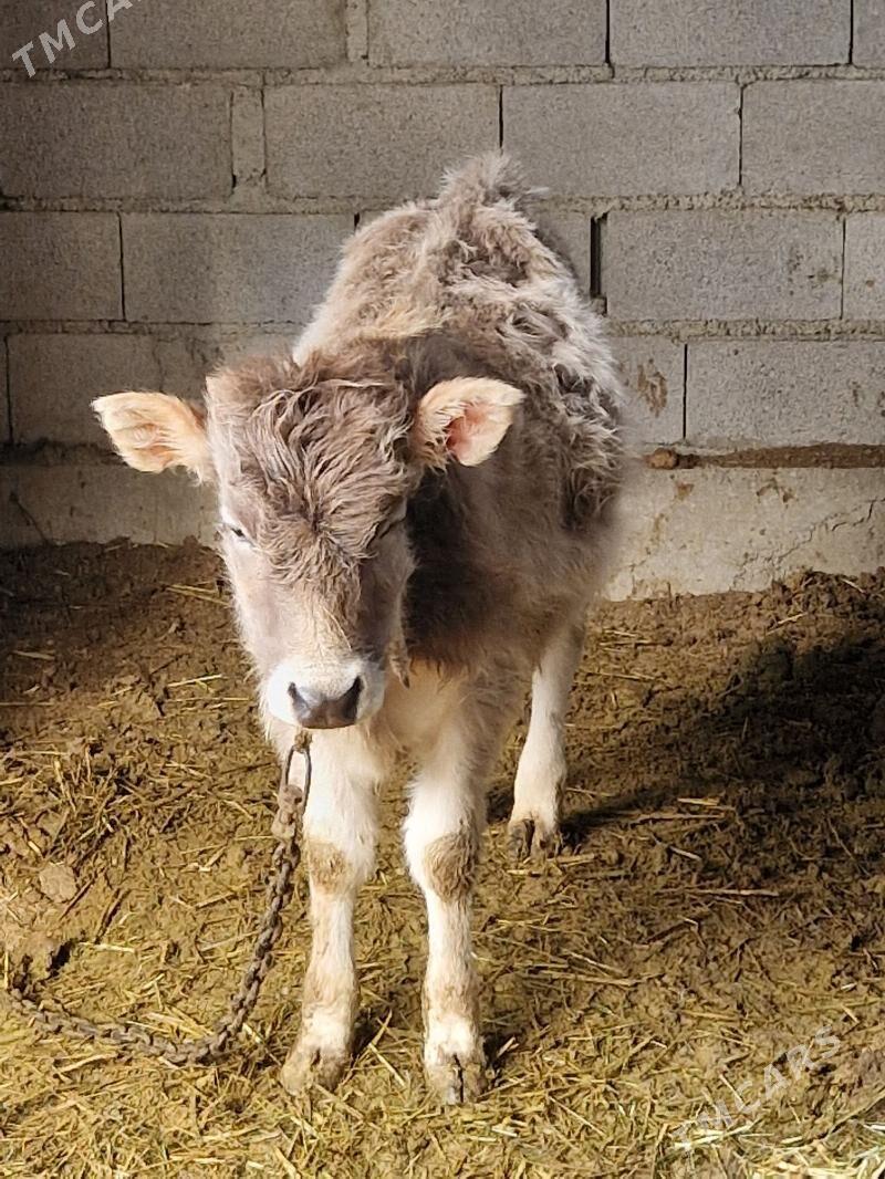 okuz - Bäherden - img 1