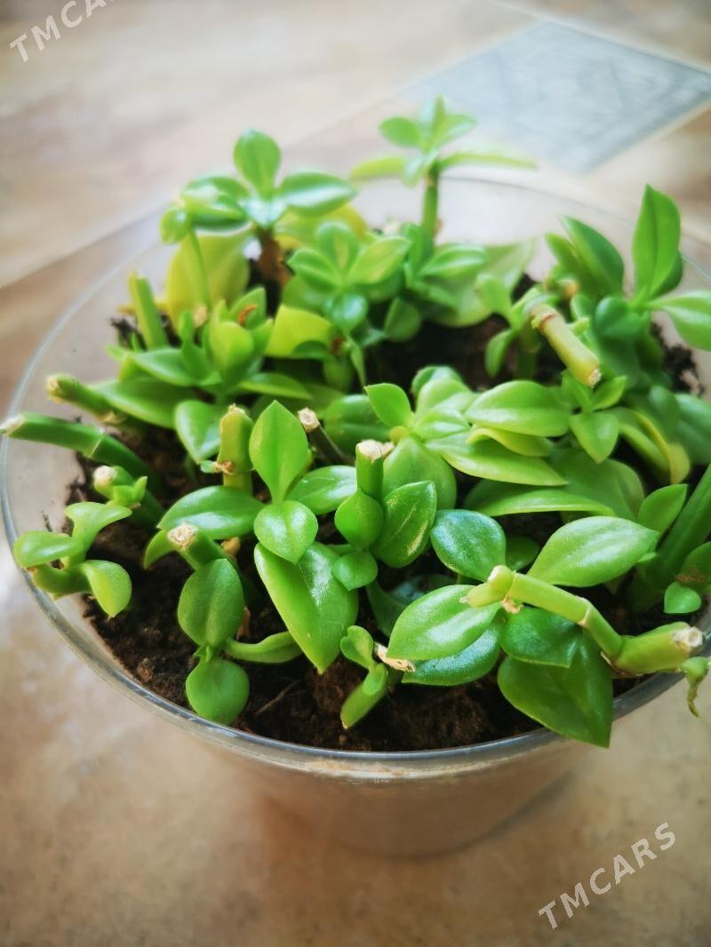 Цветы домашние - 1 мкр - img 1