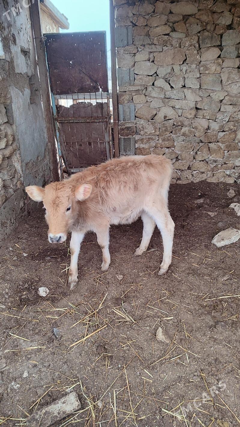 Okuzce - Гызыларбат - img 1