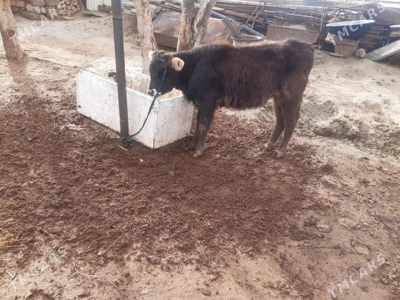 Tüwe ýerli tohum mal - Bäherden - img 1