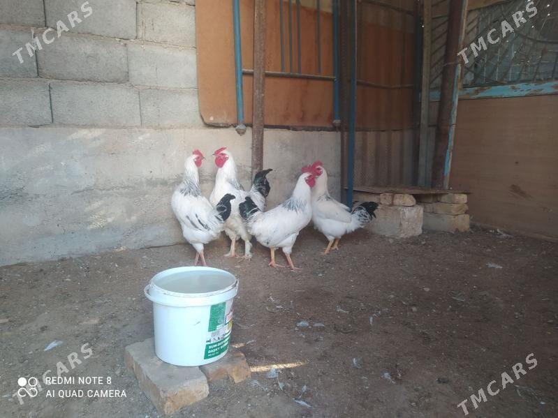 Arginal Adler horoz - Балканабат - img 1