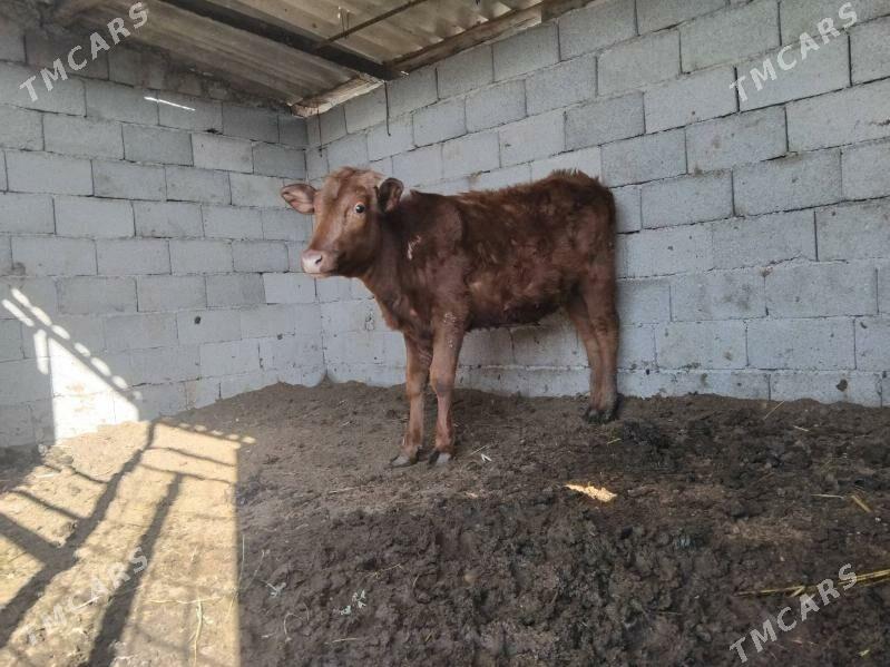 Tuwe - Aşgabat - img 1