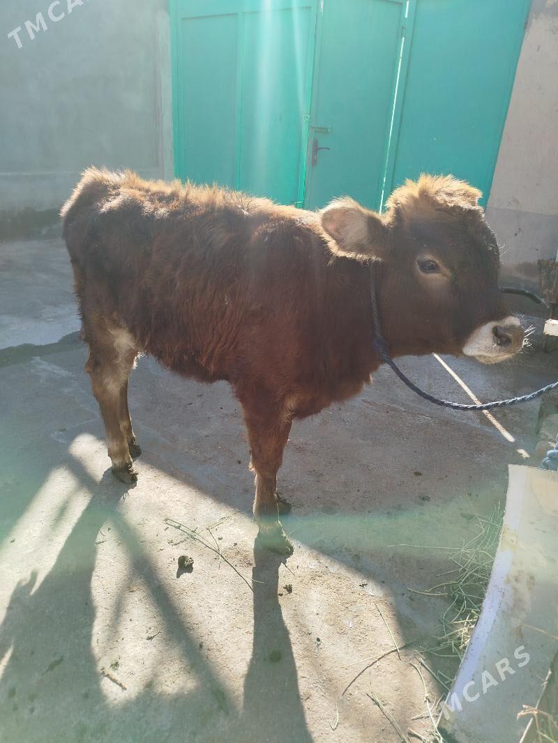 tuwe - Çoganly - img 1