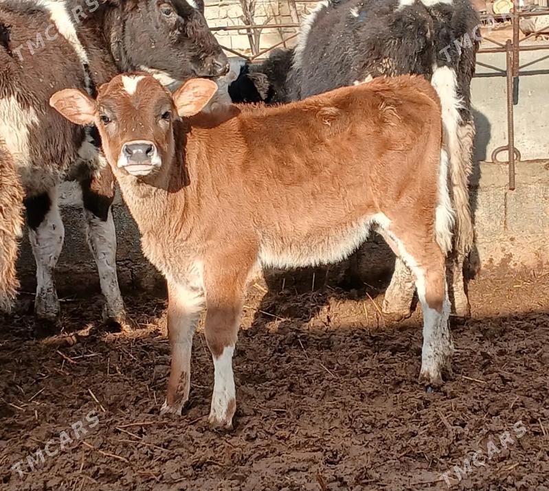 tuwe - Herrikgala - img 1