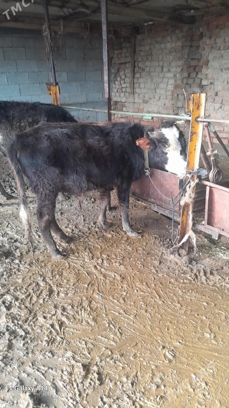 okuz - Бахарден - img 1