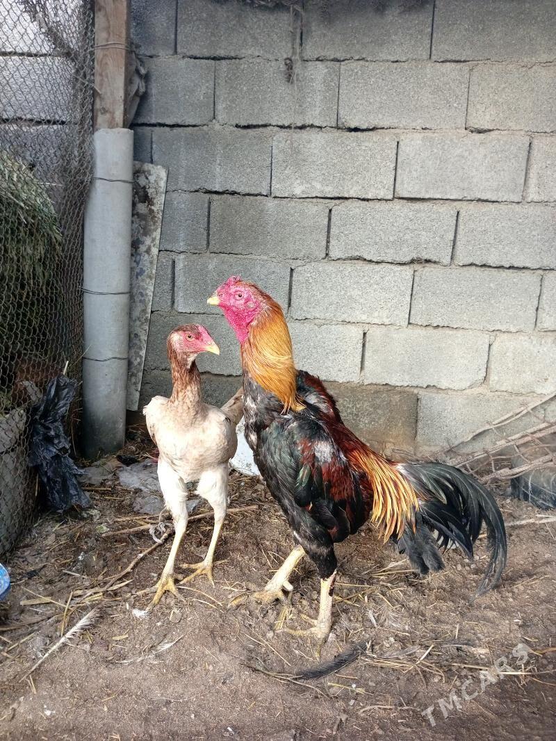 Horaz måki - Büzmeýin - img 1