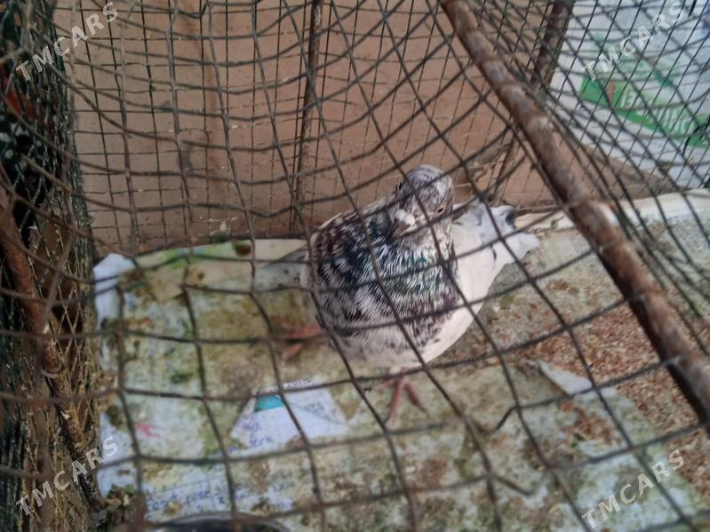 kepder - Türkmenabat - img 1