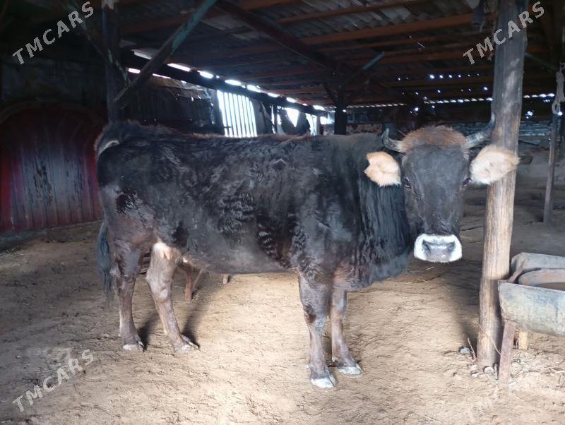 gysyr bakylan sygyr - Gyzylarbat - img 1