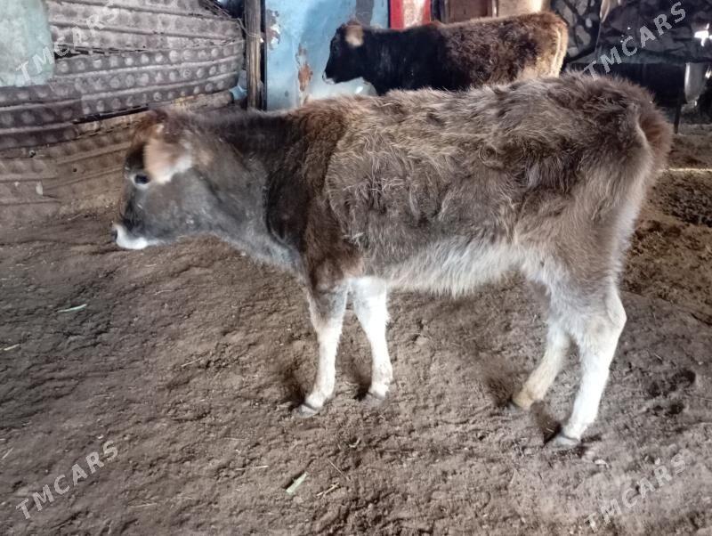 3 sany tuwe - Gyzylarbat - img 1