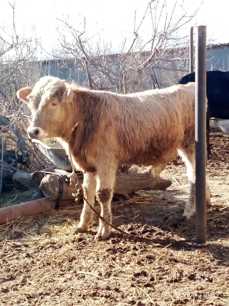 Öküz Gibrit - Gökdepe - img 1