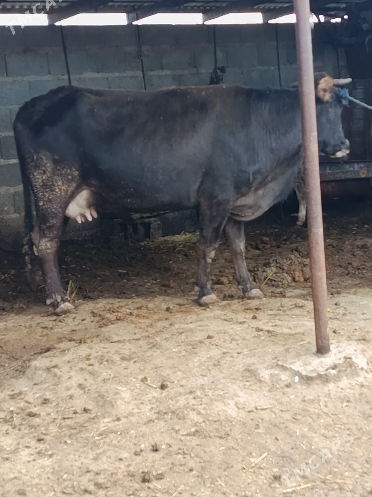 şwes göleli sygyr - Bäherden - img 1