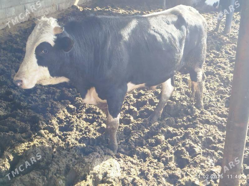 Okuz - Бахарден - img 1