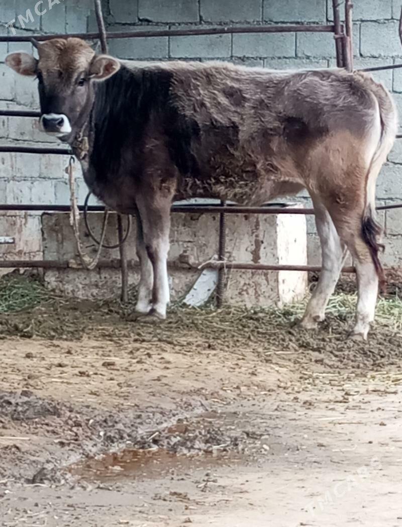 BAKYLAN TÜWE - Гёкдепе - img 1