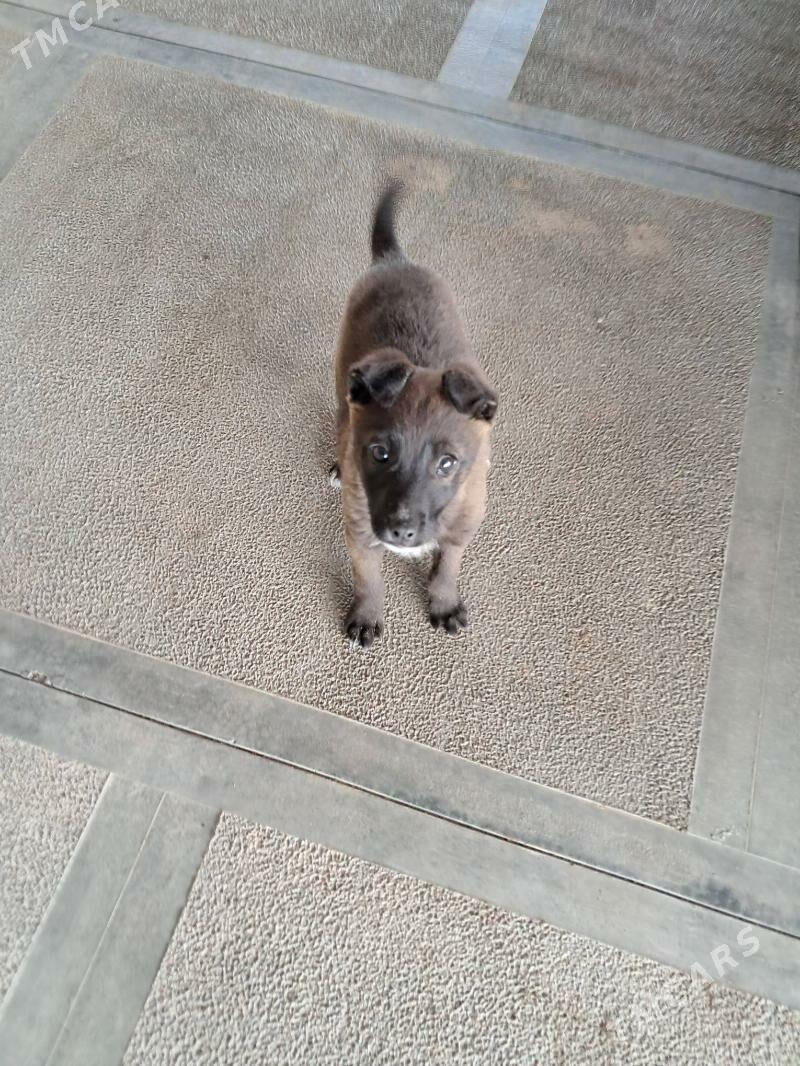 Erkek It - Sakarçäge - img 1