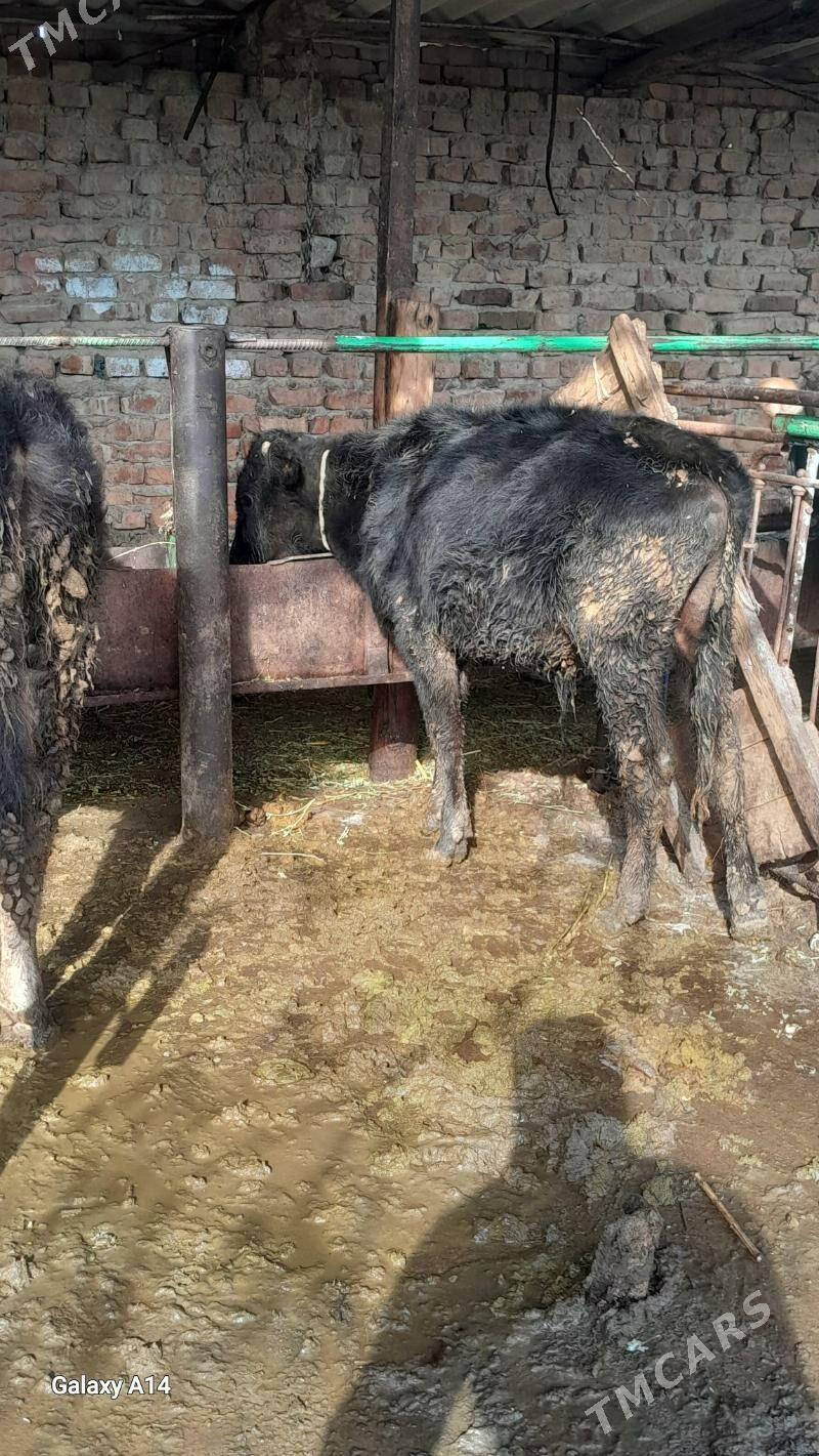 okuz - Бахарден - img 1