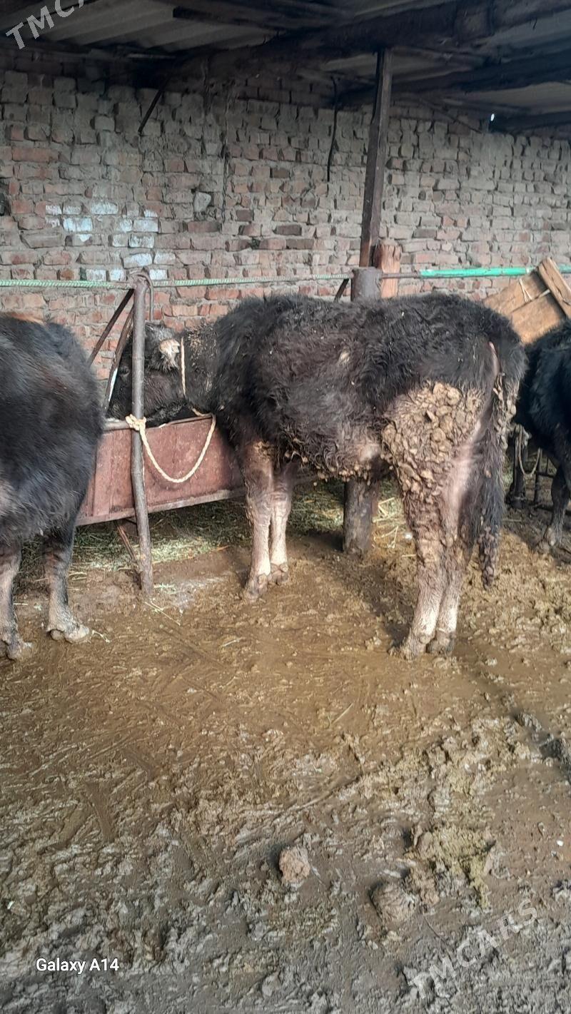 okuz - Bäherden - img 1