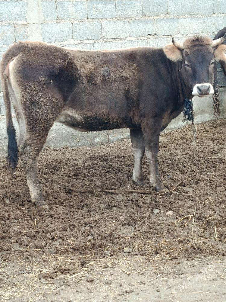 şwes bogaz sygyr - Бахарден - img 1