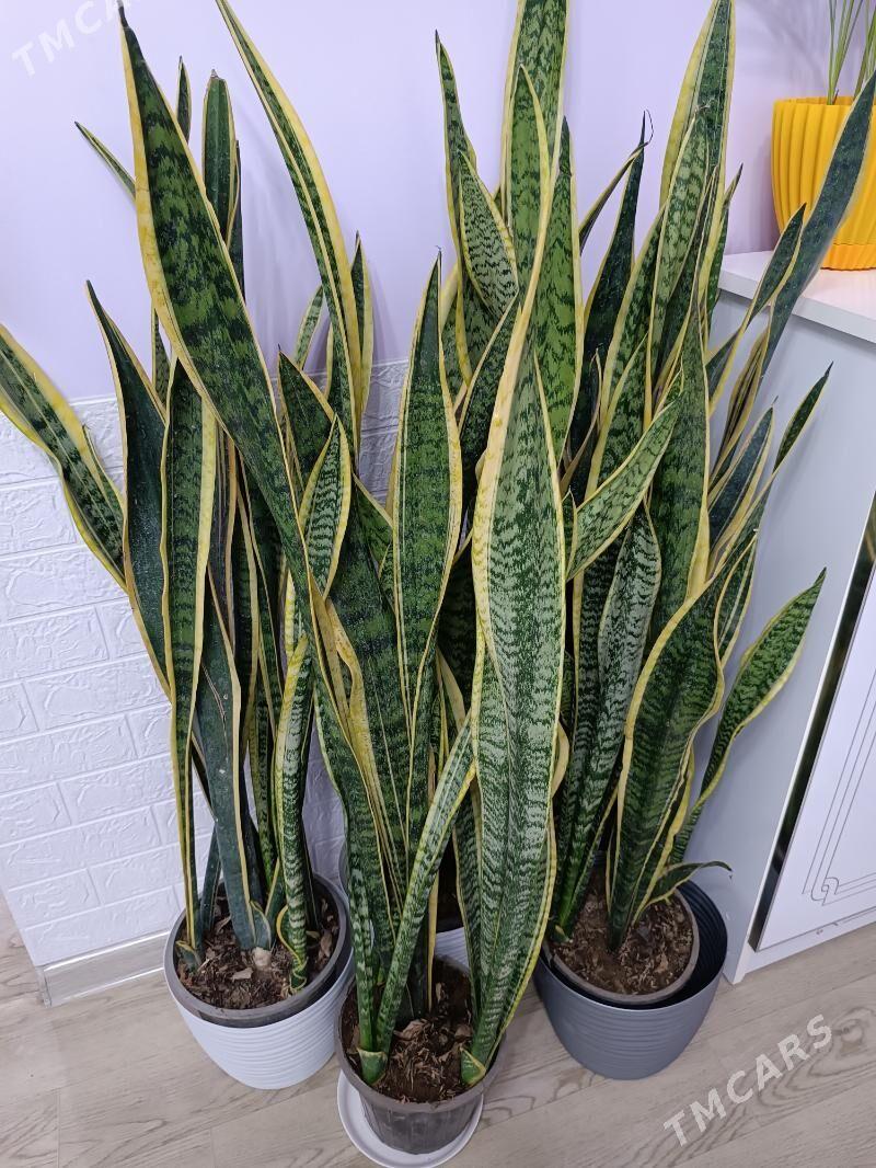 САНСИВЕРИЯ ГОЛД - Ашхабад - img 1