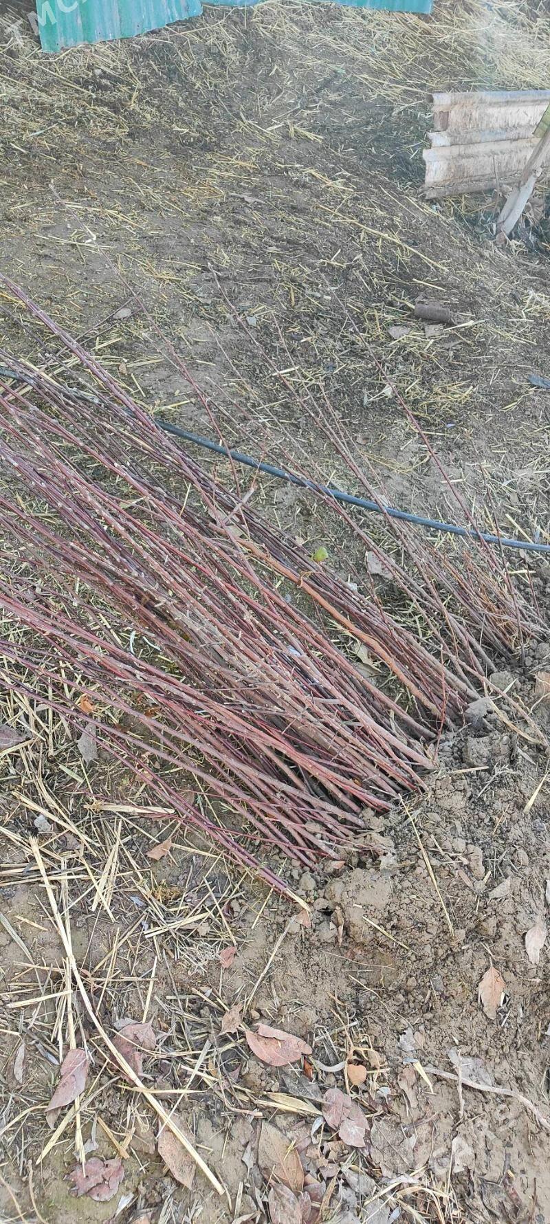 alma - Ашхабад - img 1