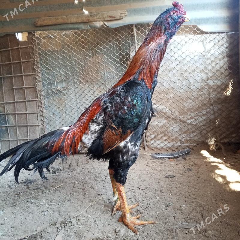 бабай-барабан - Туркменабат - img 1