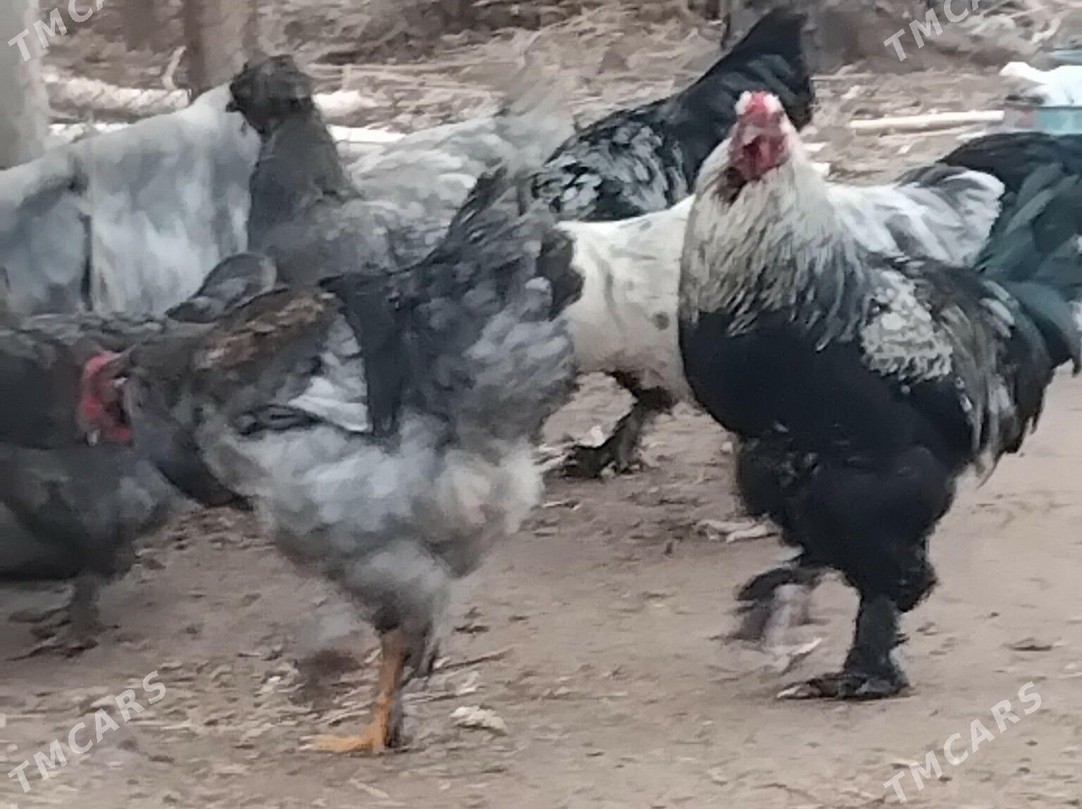 Brama towuk - Гороглы (Тагта) - img 1