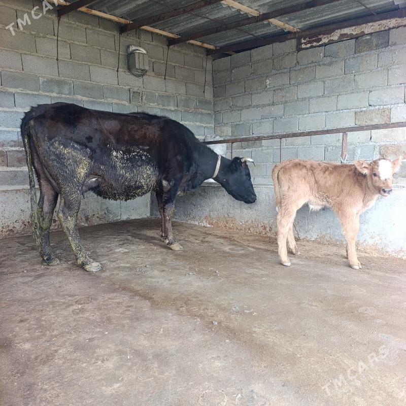 Goleli sygyr - Bäherden - img 1