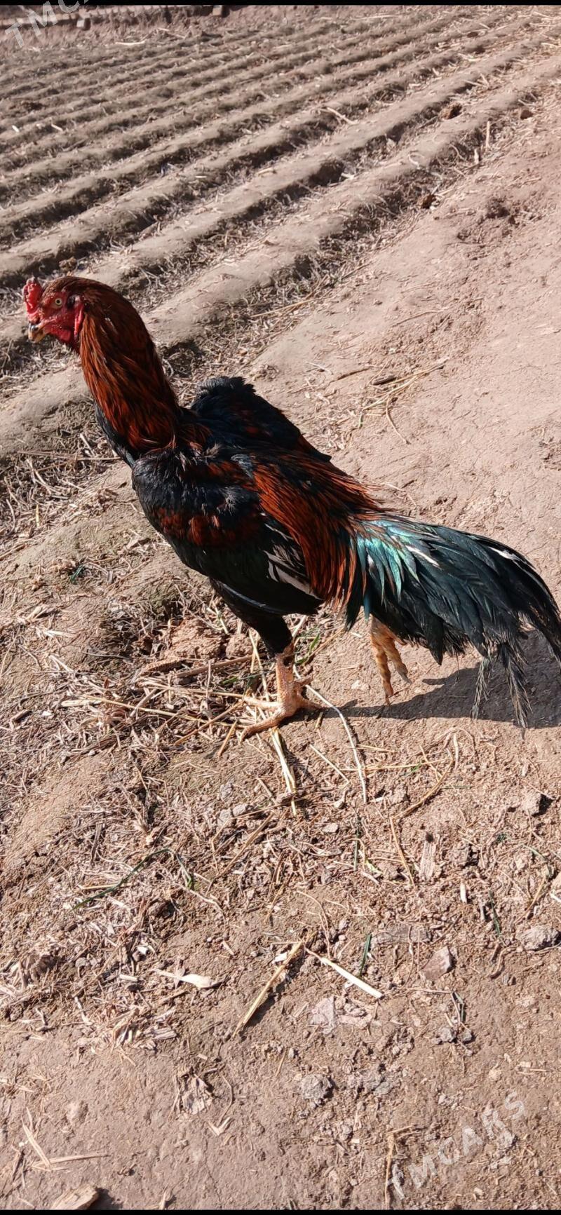 ozbek horaz - Керки - img 1