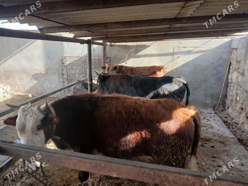 гачарлар окузлер - Balkanabat - img 1